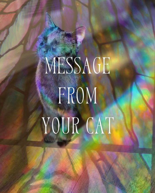 Message from your Cat