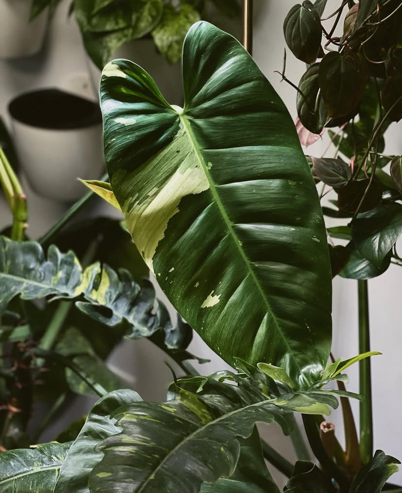 Aura Paintings / Tarot Readings at Moon Lady Plants